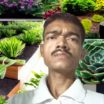 Chandan Haibru